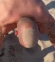 Bald Guy Gets New Hairstyle From Sandy Beach