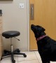 Dog Starts Beef With Vet Office's Cat Art