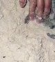 Volunteers Collect Sea Turtle Hatchlings Babies for Safe Release