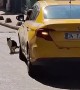 Cat Does It's Business and Holds Up Traffic