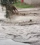 Dog Nearly Carried Away By Floodwater Currants