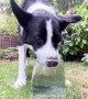 Border Collie Loves Blowing Bubbles