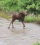 Baby Moose Splashes in Water