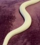 Ball Python Floats On Blanket