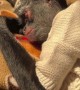 Cute Sleeping Monkey