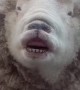 Silly Sheep
