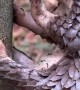 Pangolin Feeds On Tree Ants