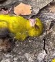 Yellow Bird Sleeps in Bark Blanket