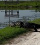 Alligator Walks Away With Giant Fish