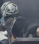 Motorcycle Puppy Wears Helmet And Seatbelt