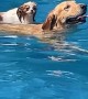 Pup Rides on the Back of a Golden Swimming