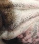 Bulldog’s Lips Tremble Along with Her Snores