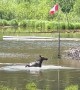 Canadian Moose Has A Splash