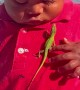 Toddler Plays With a Lizard