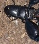 Scorpion Crushes Stag Beetle’s Head