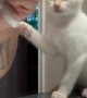 Kitten Throw Hands at Oral Hygiene