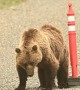 Grizzly Bear in Alaska Playing With a Cone on the Road