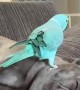 Parakeet Grooms French Bulldog