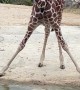 Giraffe Thinks She’s Demi Lovato