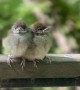 Conjoined Twin Sparrow Chicks