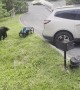 Bear Sneaks in a Car