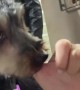 Puppy Gently Sucks On Person's Finger