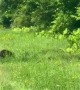 Playful Bear Cubs Cross Road With Mom