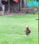 Rooster Romps Across Yard When Called