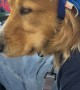 Golden Retriever Falls Asleep At Baseball Game