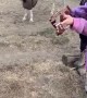 Girl Teaches Horse to Play Ukulele