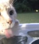 Cat Sneaks Drink From Birdbath