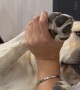 Owner Comforts Dog Through Nail Trim