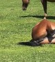 Chill Horse Sunbathing in a Funny Position