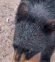 Feeding a Black Bear a Granola Bar