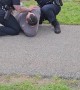 Man Gets Tased While Effortlessly Resisting Arrest