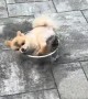Lala Has a Pool but Prefers Her Water Bowl