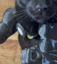 Black Cat Gets Muscular Arms