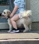 Kid Falls Off Puppy