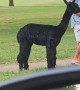 Memphis Man Walks Alpaca In Public