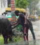 Man Rescues Water Buffalo From Metal Entanglement
