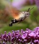 Slow Motion Hawk Moth Feeds on Flower