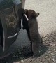 Curious Bear Cub Investigates Vehicle Bumper