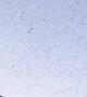 Swarm of Locusts at Sunset
