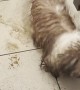 Muddy Dog Dances on Clean Floors