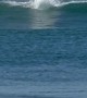 Wild Dolphin Surfs Wave