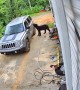 Bear Opens Car Door With Mouth