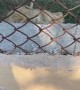 Lion Jumps on Fence and Scares Human