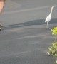 Going for a Walk With My Egret Friend