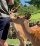 Nara Deer Nibbles At Man's Back Pocket