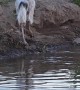 Emu Swims With Ducks